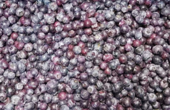 IQF Frozen Whole Blueberries Premium Baking and Smoothie Toppings Intensely