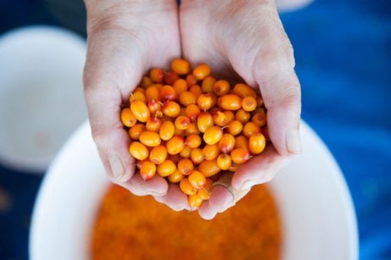 Wholesale Organic Sea Buckthorn Frozen Sea Buckthorn Berries