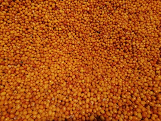 Wholesale Organic Sea Buckthorn Frozen Sea Buckthorn Berries