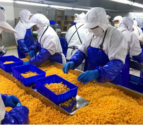 シノチャーム 4つ星製品 BRC-A 鮮やかな黄桃 10x10mm 冷凍 果物 立方体 IQF 黄桃 立方体 3