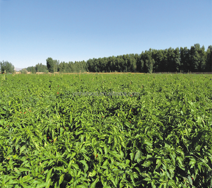 シノチャーム 4つ星製品 BRC-A 鮮やかな黄桃 10x10mm 冷凍 果物 立方体 IQF 黄桃 立方体 4