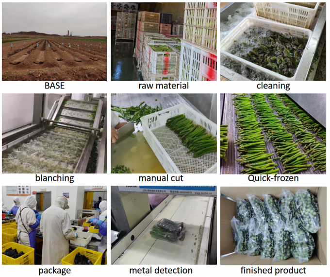 アスパラゴス スパルゴス スパルゴス 冷凍野菜 IQF 冷凍緑色アスパラゴス 種子 一級 大量 梱包 アスパラゴス 価格 4