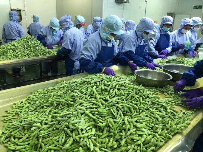 大量 オーガニック 高タンパク質 冷凍 野菜 調理 準備済み IQF ソヤ豆 3