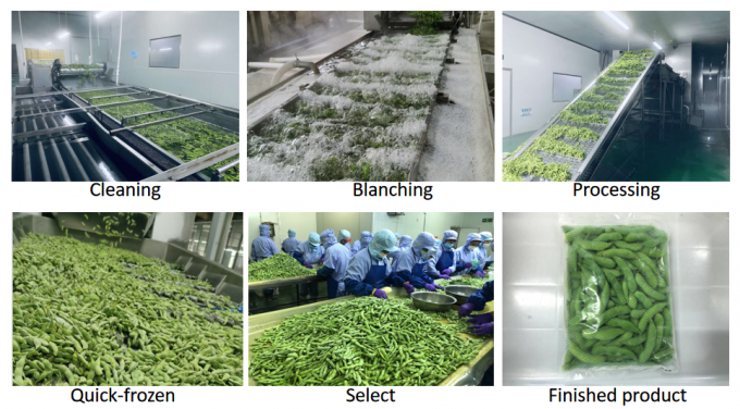 大量 オーガニック 高タンパク質 冷凍 野菜 調理 準備済み IQF ソヤ豆 4