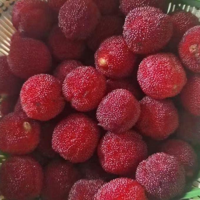 冷凍フルーツ IQF 赤丸楊梅（ようばい） ベイベリー 工場価格 バルク 冷凍ワックスベリー 3