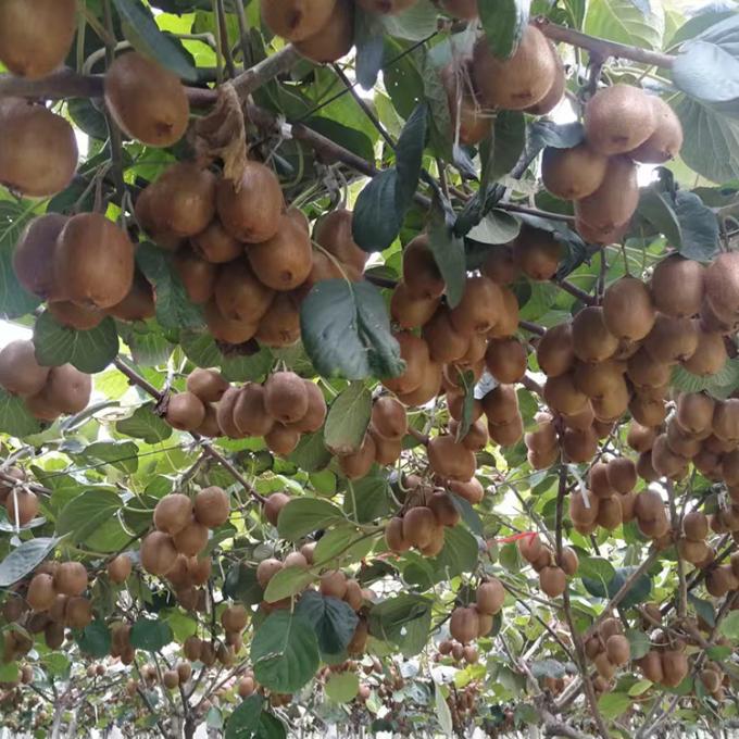 キウイ フルーツ 冷凍 フルーツ 冷凍 キウイ ボール 品質 自然 2