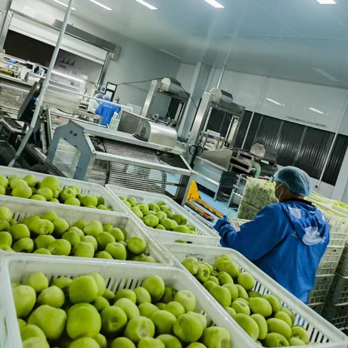 キウイ フルーツ 冷凍 フルーツ 冷凍 キウイ ボール 品質 自然 4