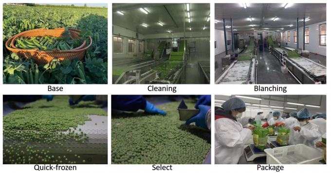 卸売業者 IQF 冷凍緑豆 10kg 400gm 梱包 3