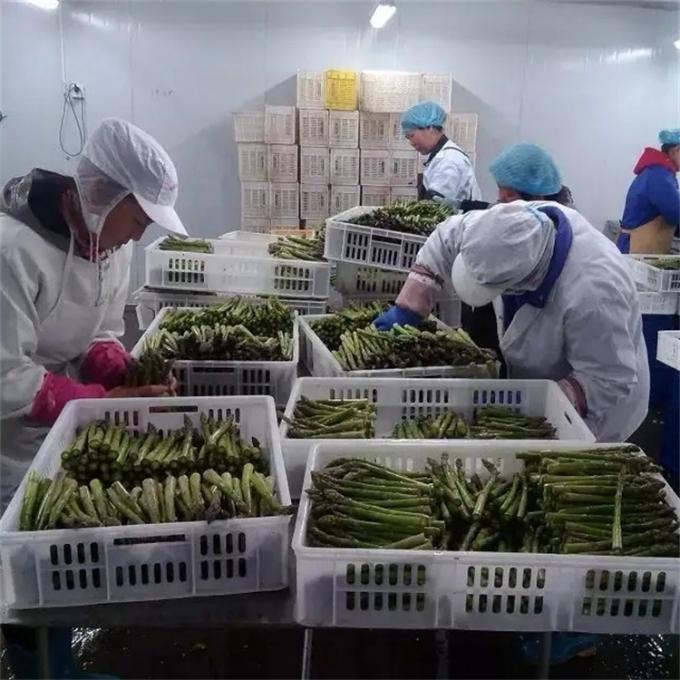 工場認証品質製造 IQF 冷凍アスパラガス 7