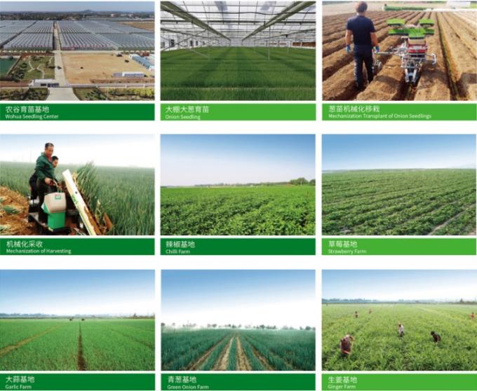 新鮮な中国産 4P 純白ニンニク 安い価格 新鮮な野菜 卸売 0