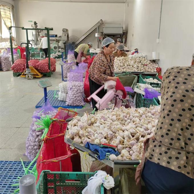 新鮮な中国産 4P 純白ニンニク 安い価格 新鮮な野菜 卸売 3